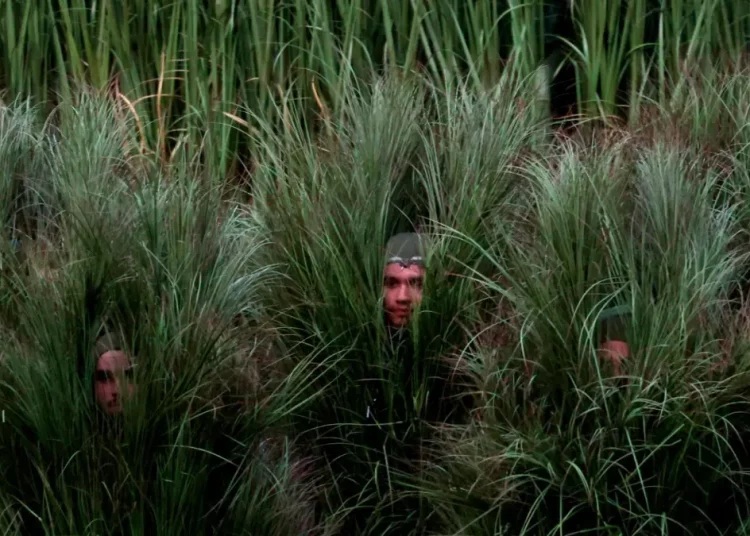 El disfraz de arbusto del Super Bowl LX Bad Bunny evoca los campos de caña de azúcar tan comunes en Puerto Rico