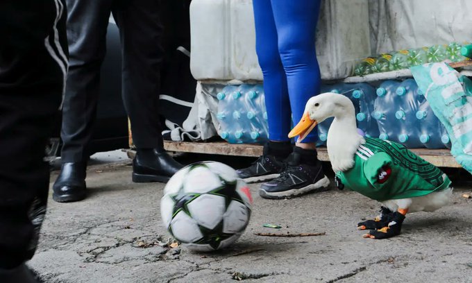 El pato Merlín estará este miércoles con sus dueños en el Estadio Banorte para el México vs Chequia