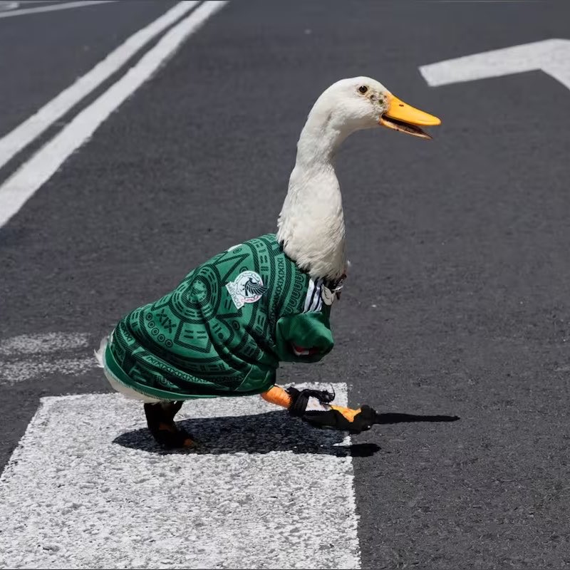 El pato Merlín se ha convertido en la sensación del Mundial 2026 como mascota no oficial en México